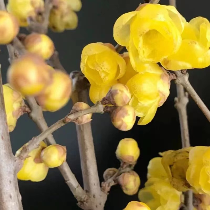 （黄金万两）香水素心腊梅花树苗盆栽浓香型耐寒花卉阳台易活