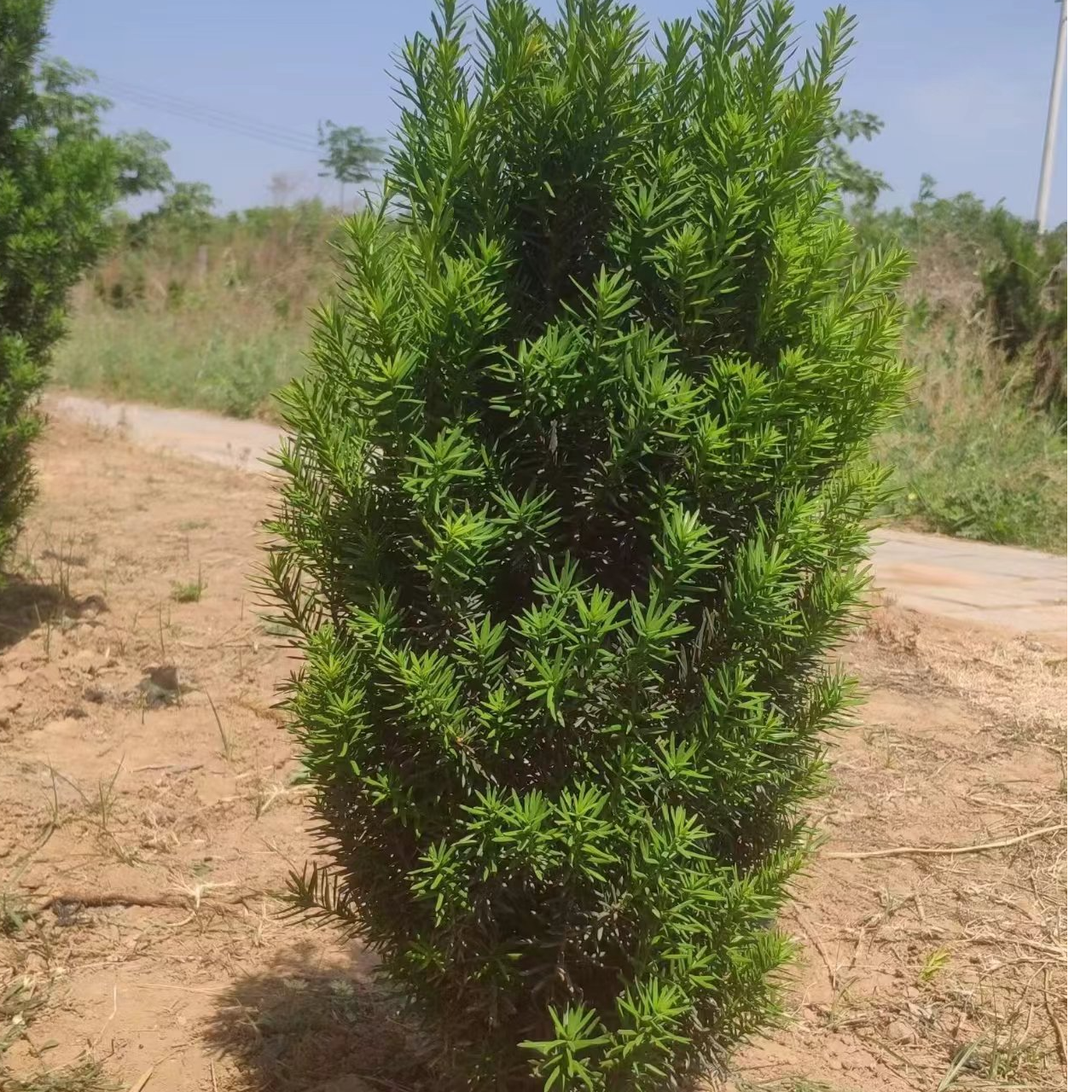 100~150曼地亚红豆杉四季常青吸甲醛