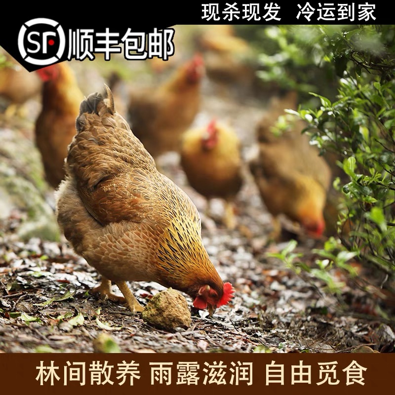 广东清远阳山鸡项180天以上 嫩滑 深山散养顺丰冷链 包冰率不含冰