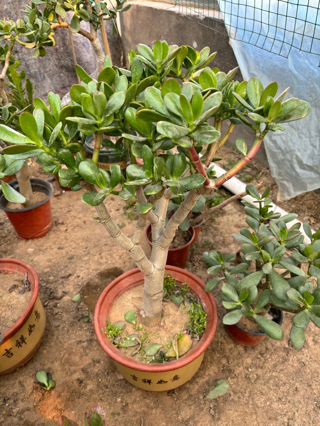 68米红叶玉树老桩土球发货