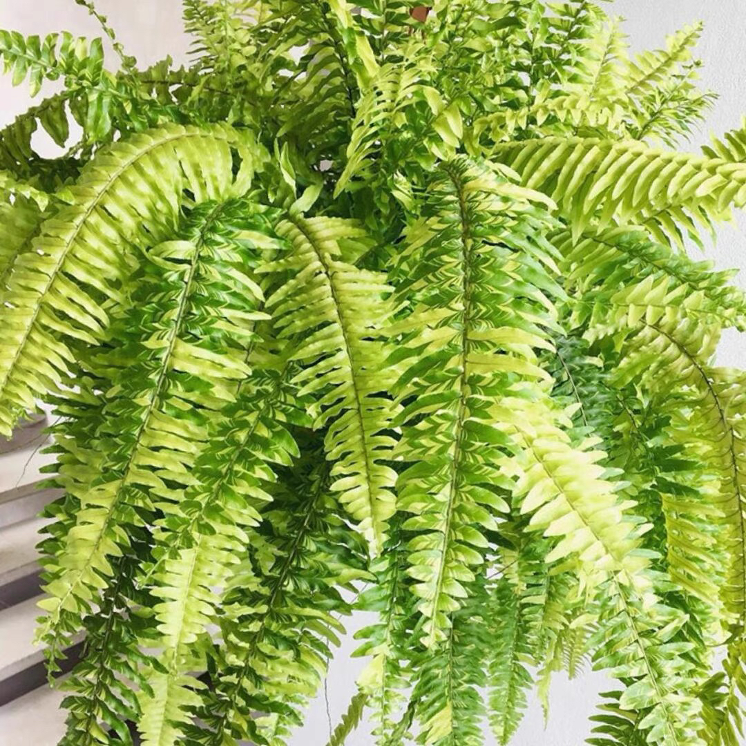 花与花器 虎蕨 斑叶肾蕨花叶波斯顿蕨类植物耐阴耐寒室内垂吊绿植