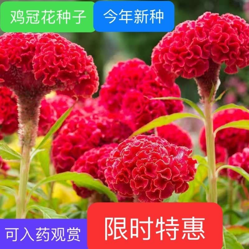 混合鸡冠花矮杆花籽阳台室外室内庭院室外花种子大花鸡冠花耐寒