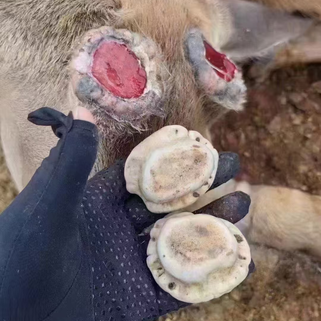 祥润泽鹿角帽梅花鹿产地发货以实际重量为准普快