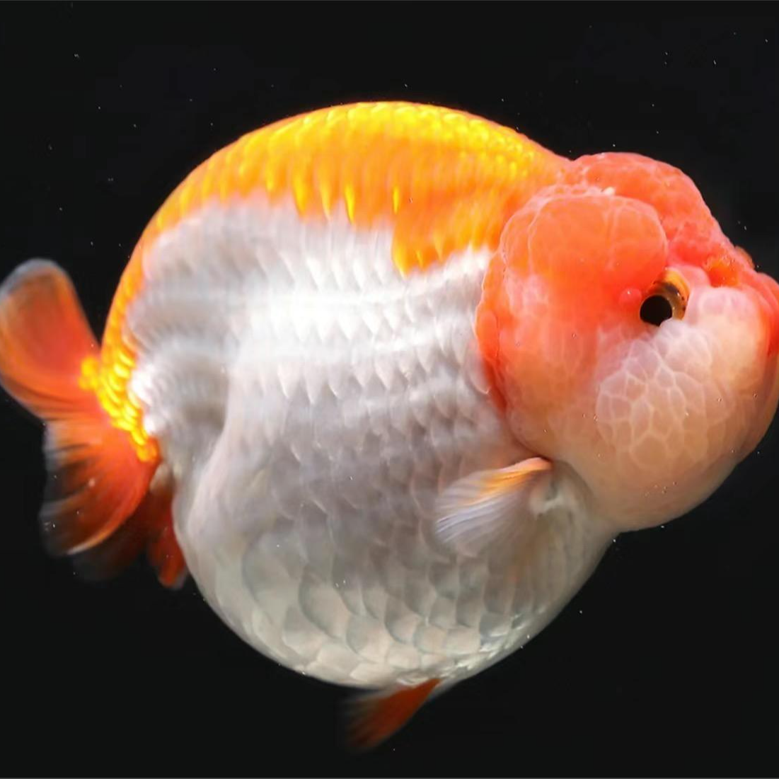 兰寿金鱼小树林养殖场专卖