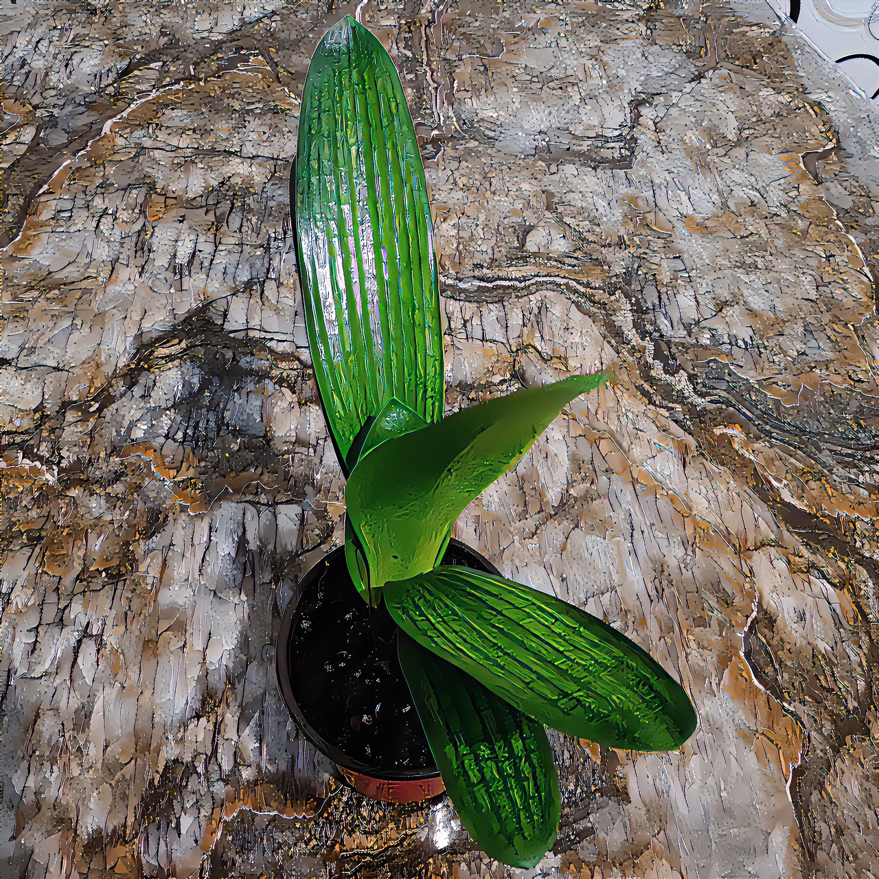 君子兰原盆原土发货