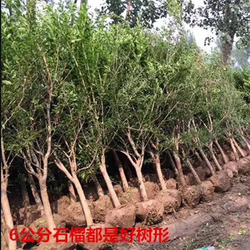 四川攀枝花软籽酸石榴树苗突尼斯大果树庭院南北方种植石榴果树苗
