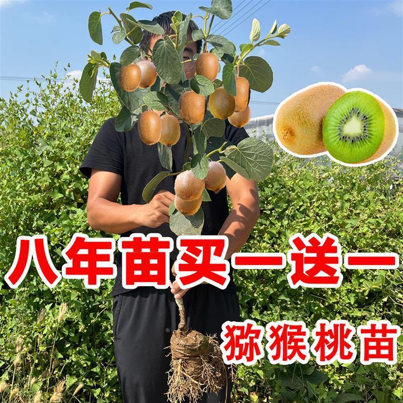 猕猴桃树苗嫁接公母同株南北方种植耐寒盆栽地栽庭院当年结果树苗