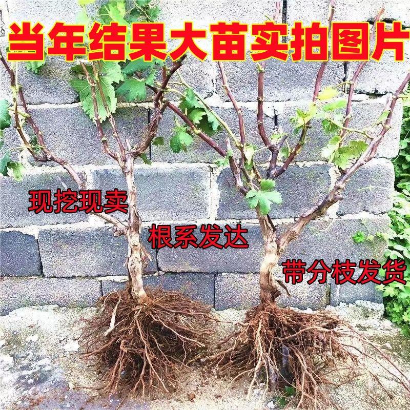 蓝宝石葡萄苗盆栽地栽爬藤无核南方北方种植当年结果抗寒葡萄树苗