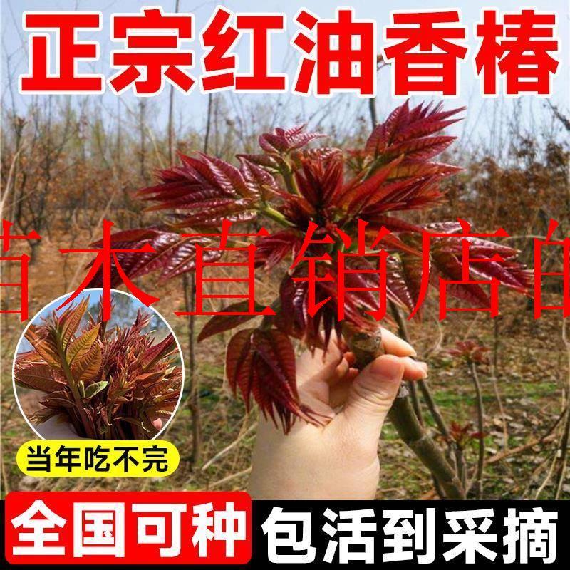 红油香椿树苖正宗矮化食用香春树苗南方种植焦作红黑绿油香椿盆栽