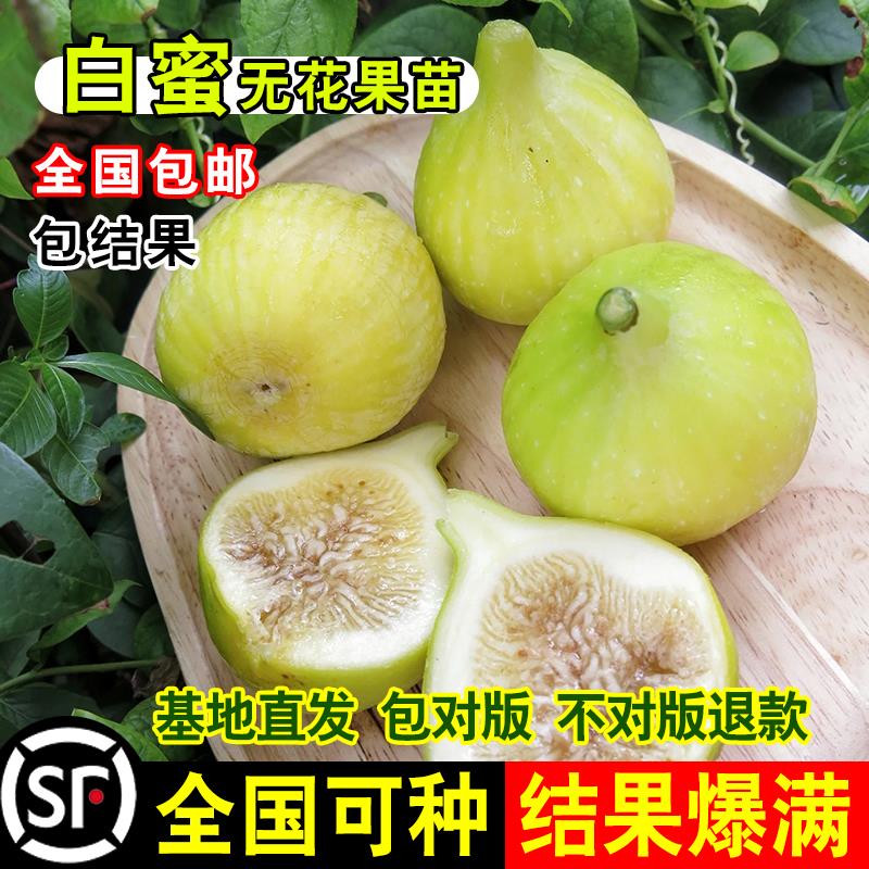 白蜜无花果树果苗特大长江七号无花果树苗南北方庭院盆栽地栽种植