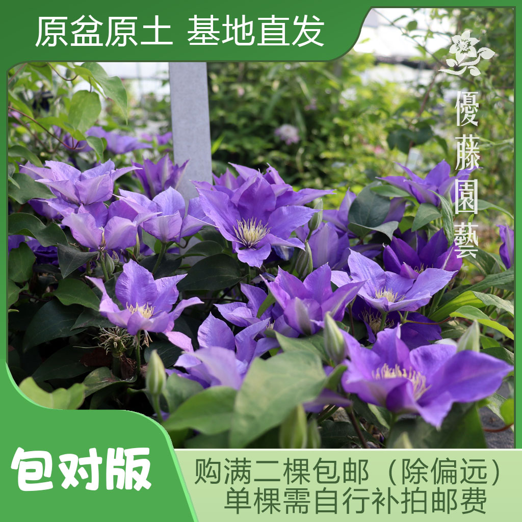 优藤【奥林匹亚】铁线莲大道矮生盆栽苗蓝色单瓣地被草坪阳台篱笆