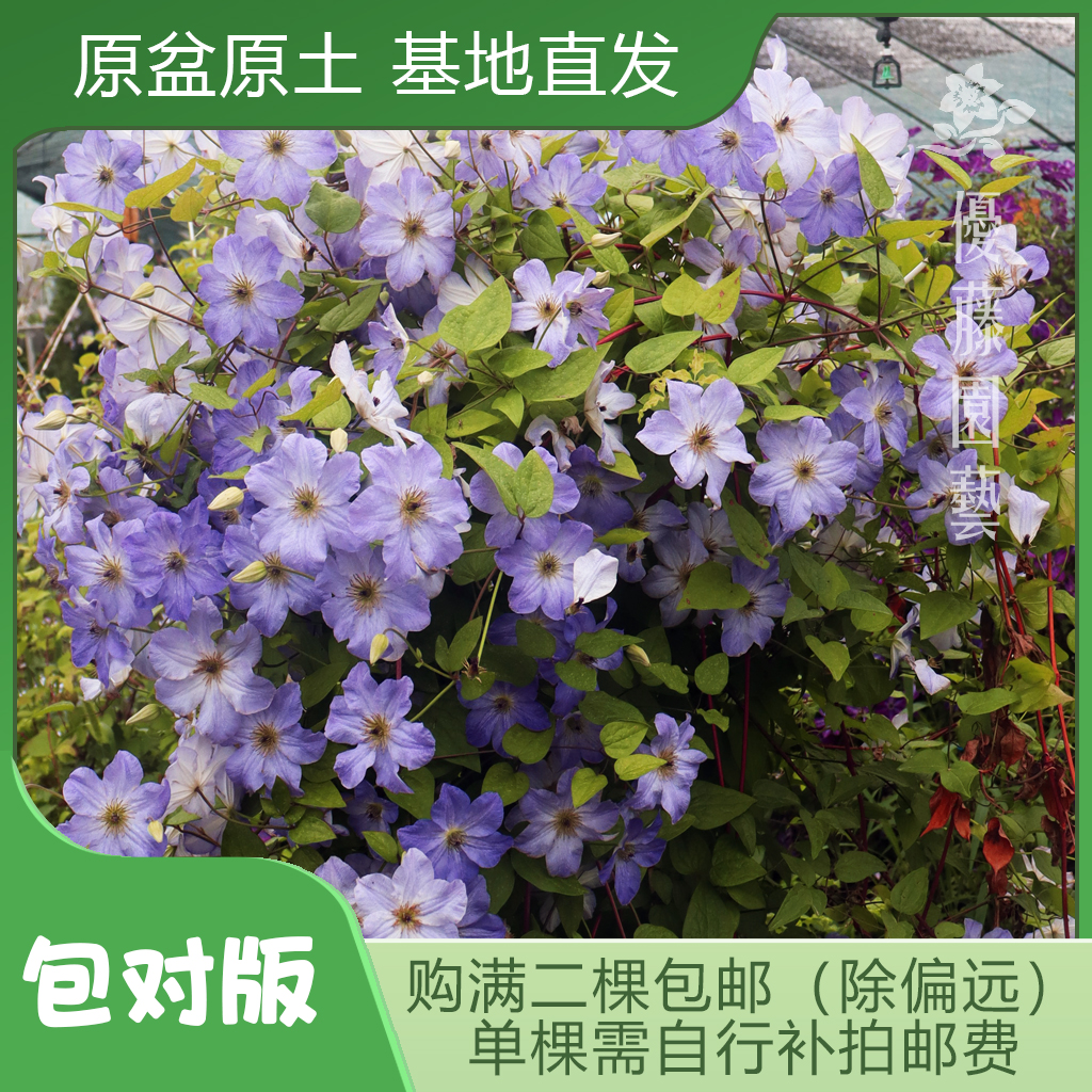 优藤【海风】铁线莲南欧盆栽苗爬藤浅蓝色单瓣花墙花柱拱门阳台