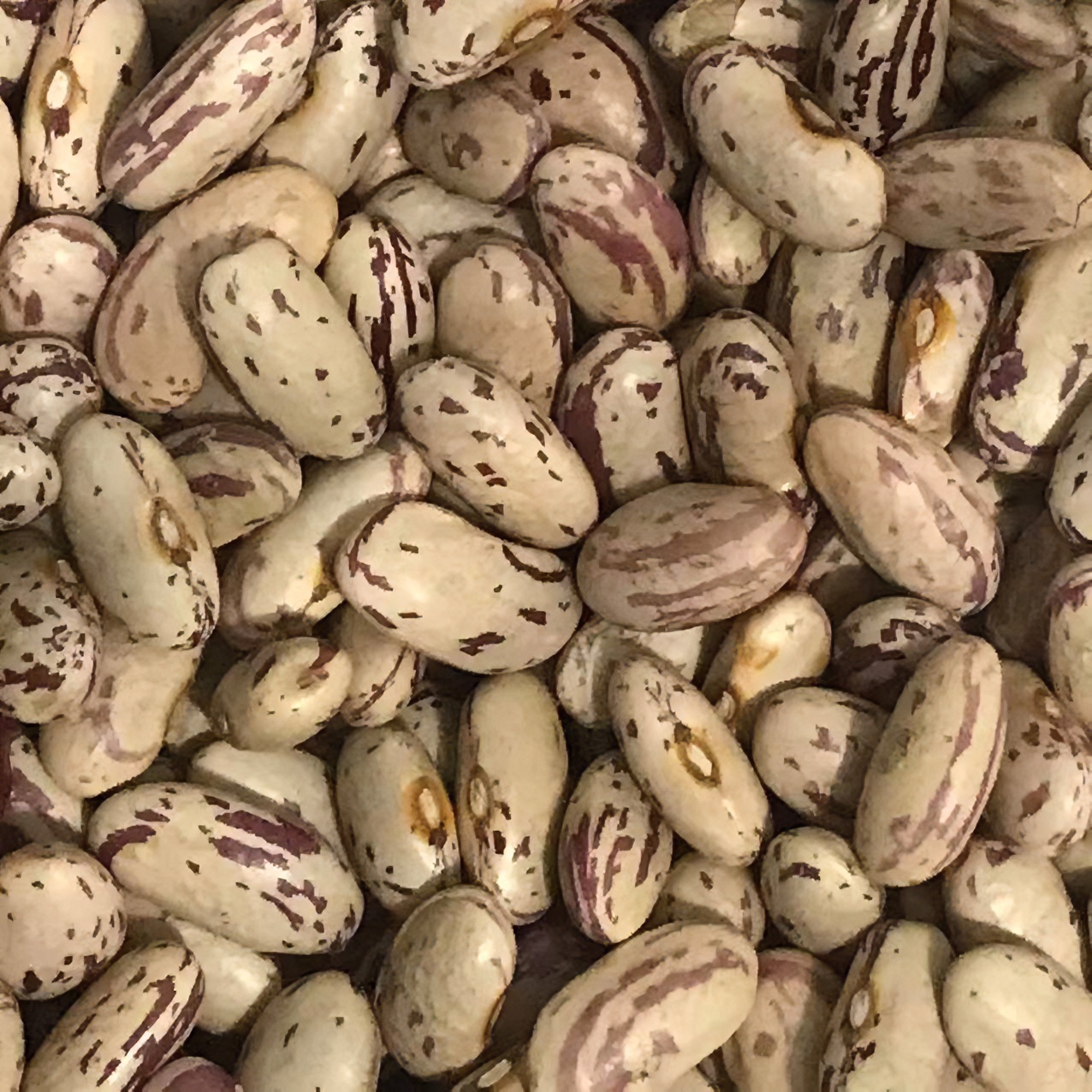 东北紫花芸豆/奶花芸豆3斤/5斤