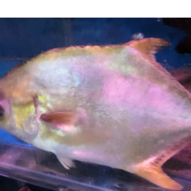 鲜活金仓鱼1条【约650g】