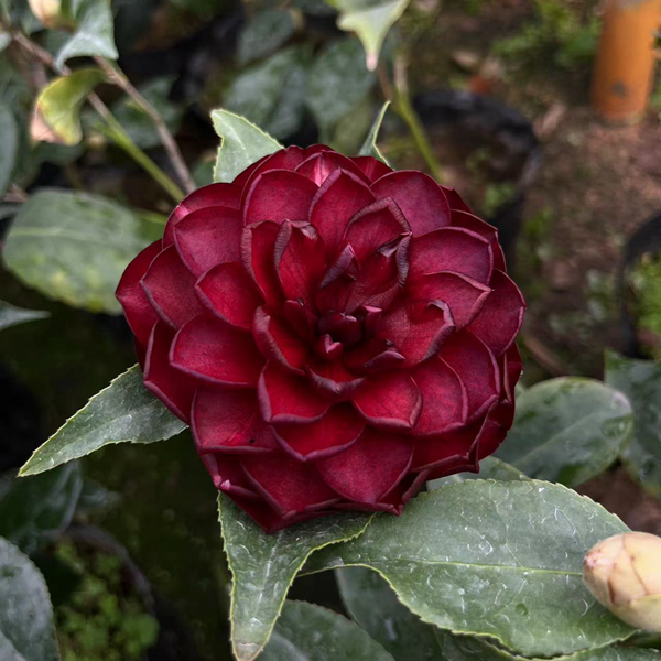 超级墨川茶花实拍黑色系茶花开品惊艳庭院阳台赤丹系茶花好养易活