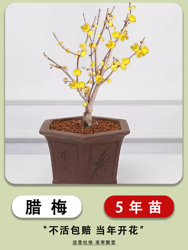腊梅花树苗盆栽丛生地载庭院风景树耐寒红梅矮化老桩原生素心蜡