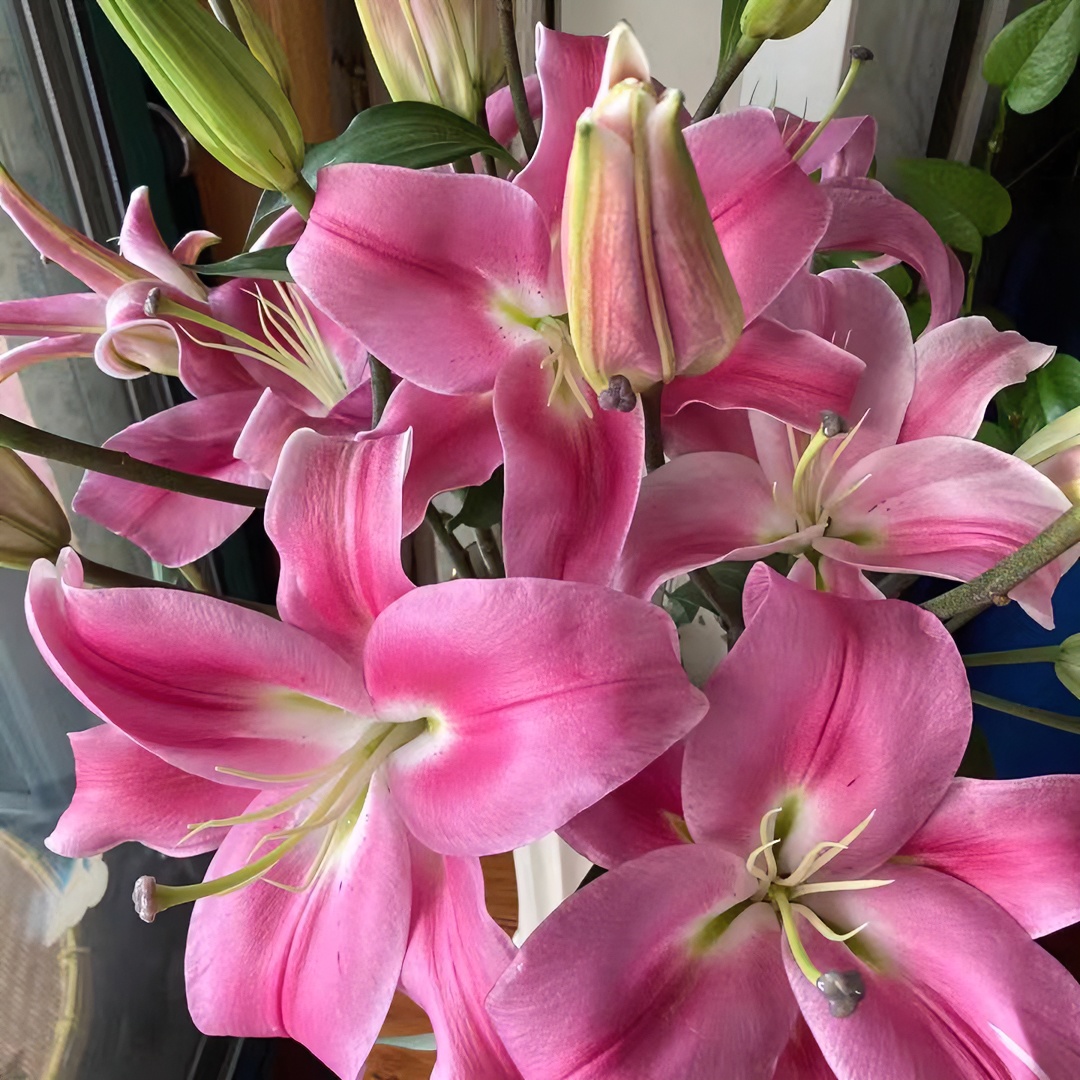 5枝罗宾双头百合 【两单京东或顺丰包邮】云南鲜花