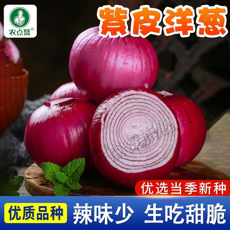 云南紫皮洋葱种子农家红皮洋葱籽紫色大圆葱种水果洋葱种籽老品种
