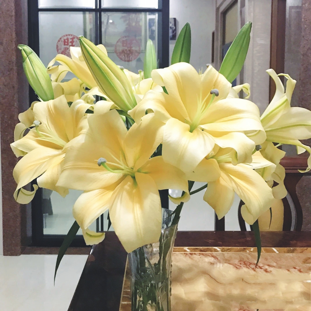 【云霄花卉】【皇帝百合鲜花】云南香水百合花束【任意两单顺丰包邮】