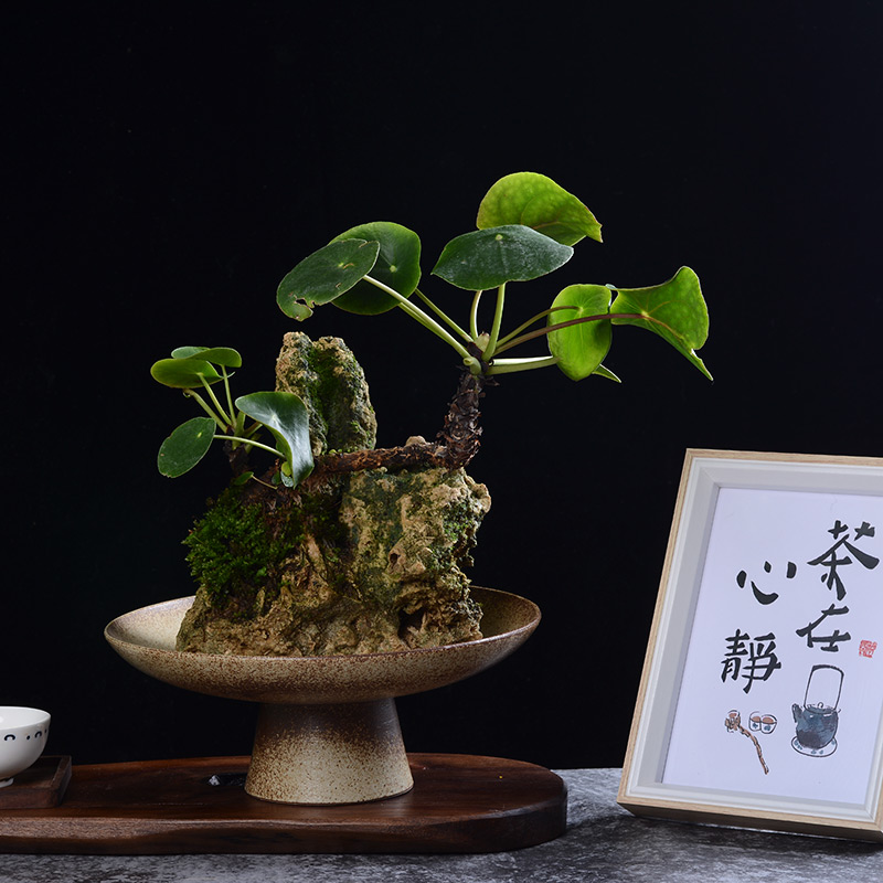 吸水石盆景镜面草网红植物上水石微景观好养生态绿植翠屏金钱草