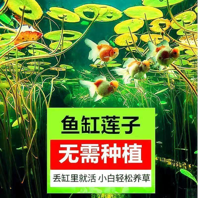 四季已开口碗莲睡莲四季开花无土水培植物盆栽室内阳台鱼种孔雀菜