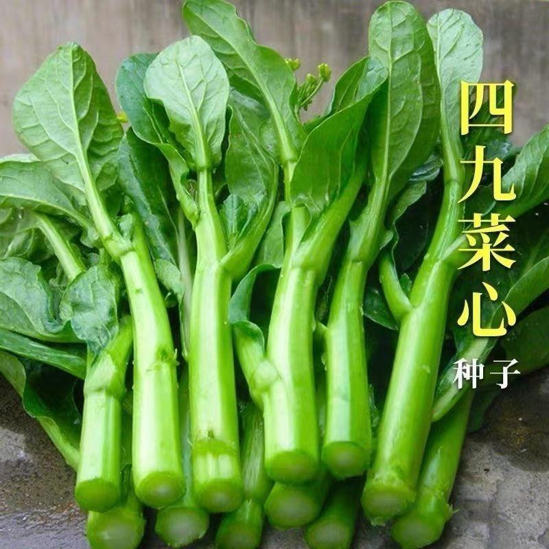 四季种植广东四九菜心四季甜菜心种子阳台菜四季原装耐热全新上市