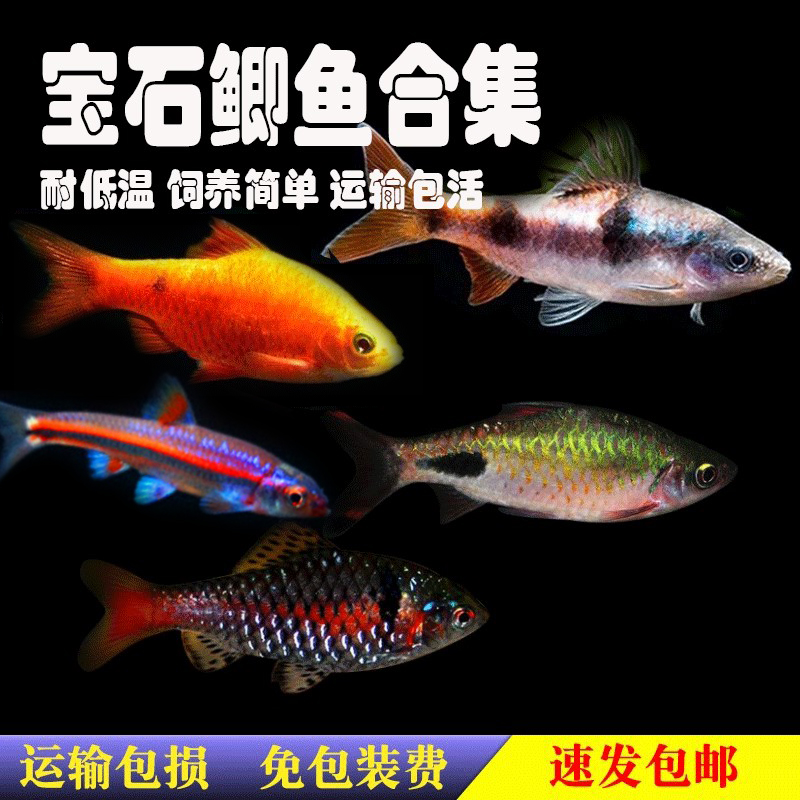 钻石彩虹鲫鱼金元宝紫光精灵红黑宝石小型观赏淡水活体易养灯科鱼