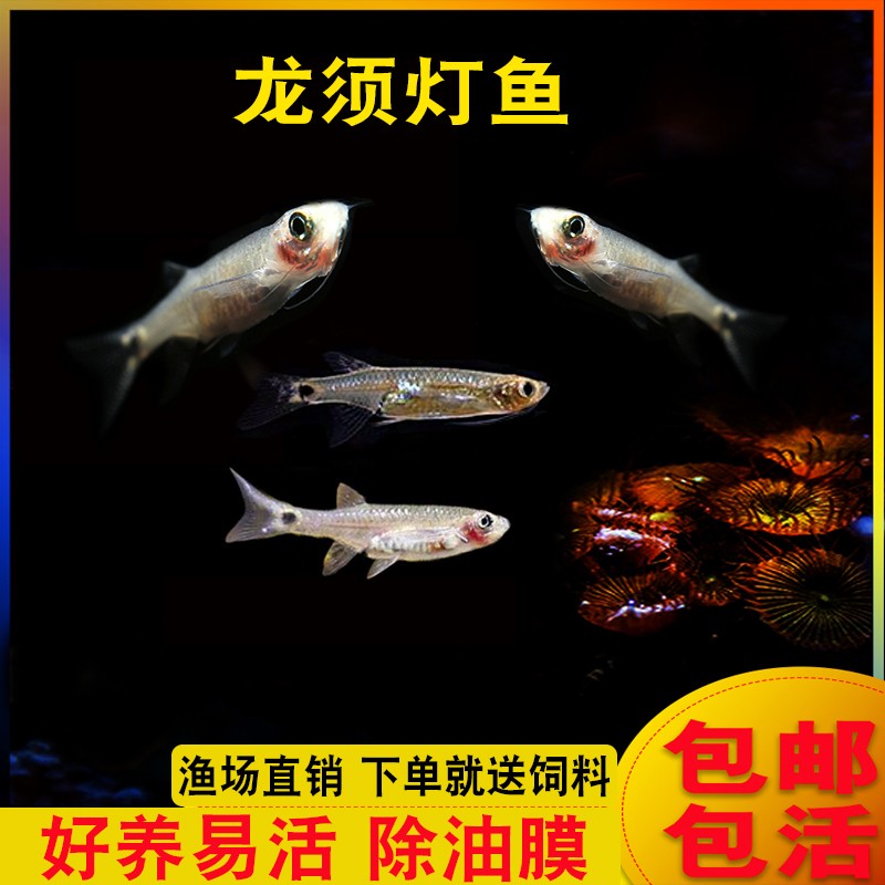 龙须灯鱼活体淡水鱼除油膜鱼清洁鱼工具鱼草缸鱼灯科鱼小型热带鱼