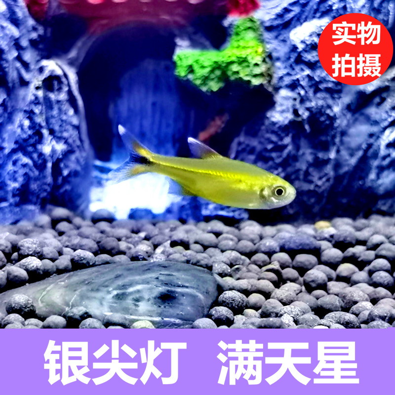 迷你灯鱼银尖灯科鱼淡水热带鱼苗观赏鱼活体群游草缸小型鱼包活