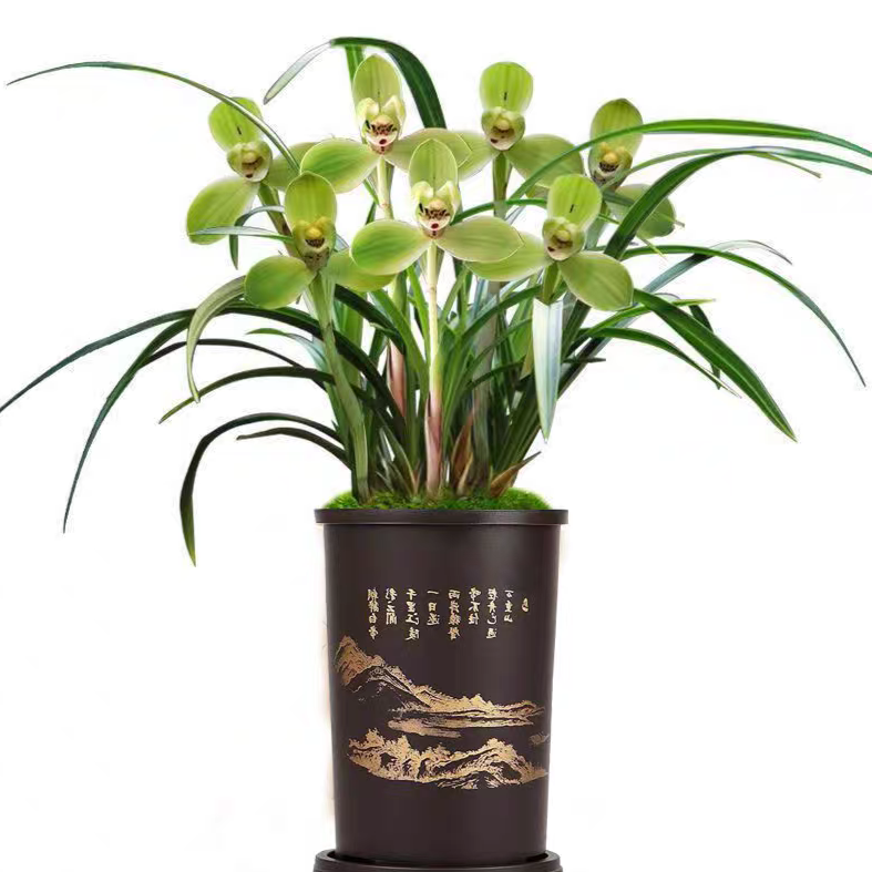 兰花--精品兰花（直播一物一拍专用）裸根发货下单产品幽香花香开花