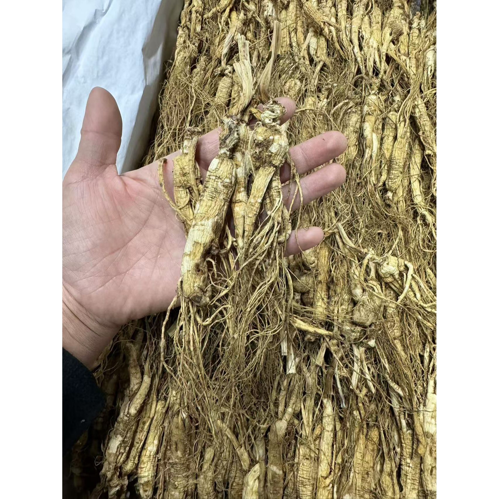 残参 缺枝断须 林下参  经济实惠 自家吃自家用