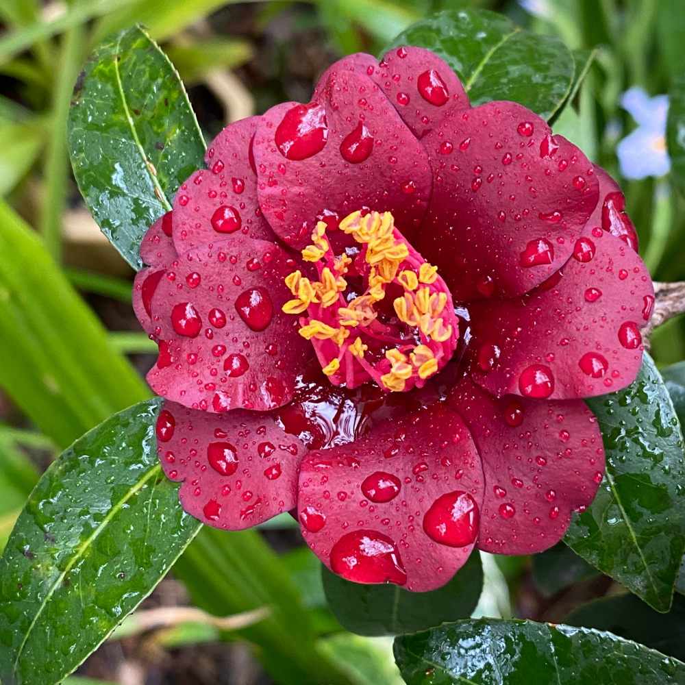 稀有品种黑骑士茶花带花苞名贵紫黑红色花卉室内阳台树苗绿植