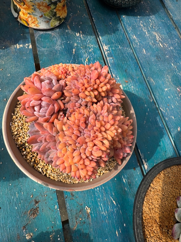 韩国星影缀化多肉植物