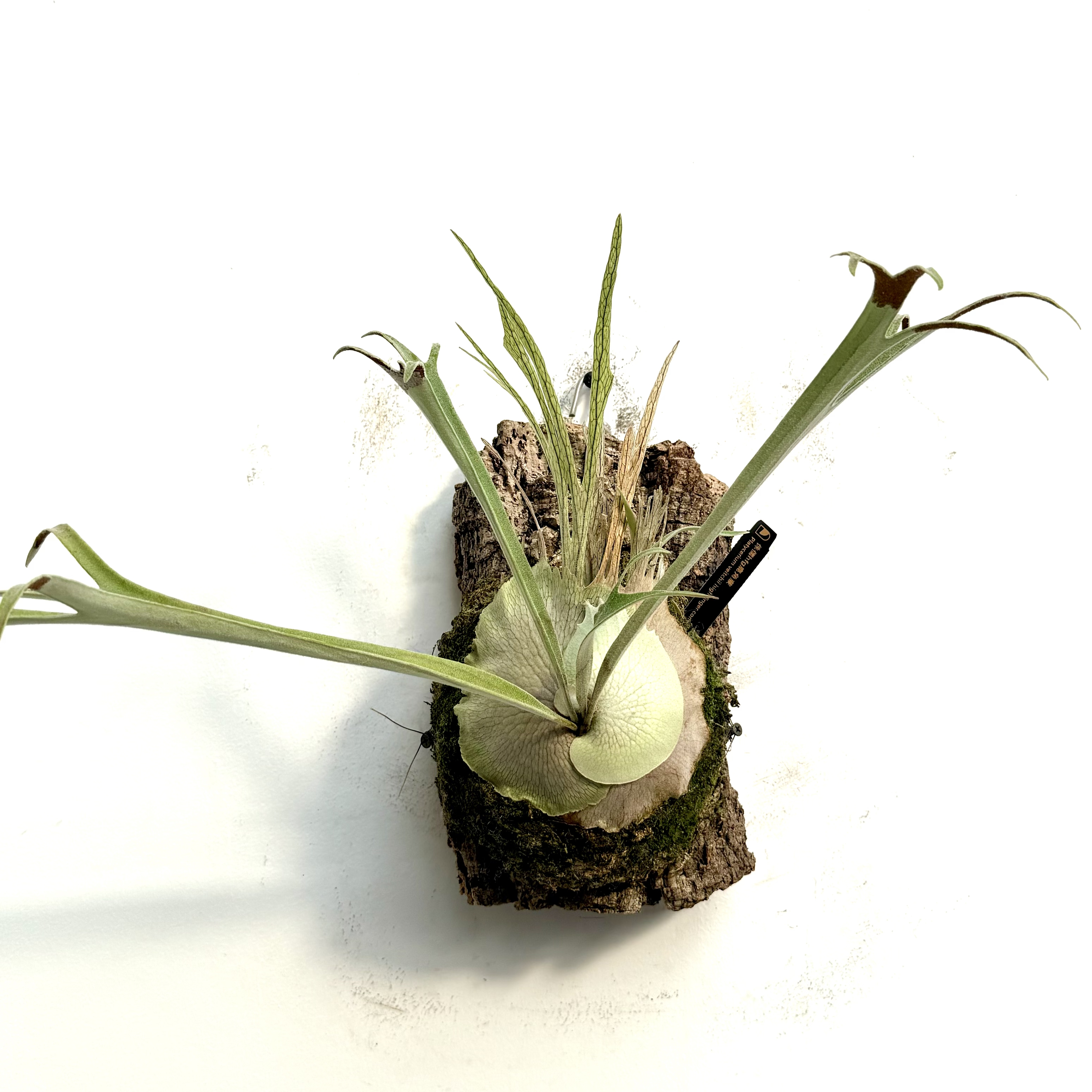 侏儒hfg WZT hfg野银澳银挂墙绿植小体高端鹿角蕨