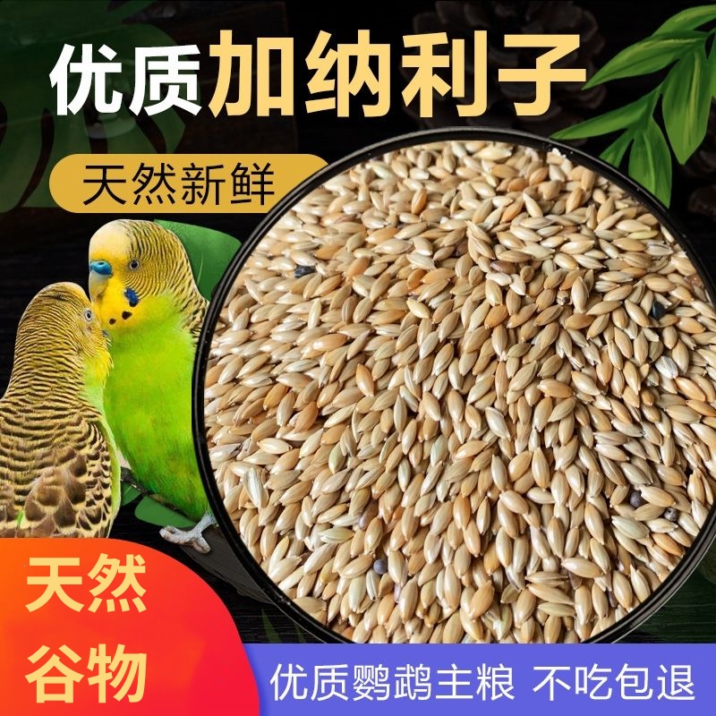 进口加纳利子新鹦鹉鸟食油尖粟白尖仔草庐籽饲料金丝雀芙蓉鸟粮