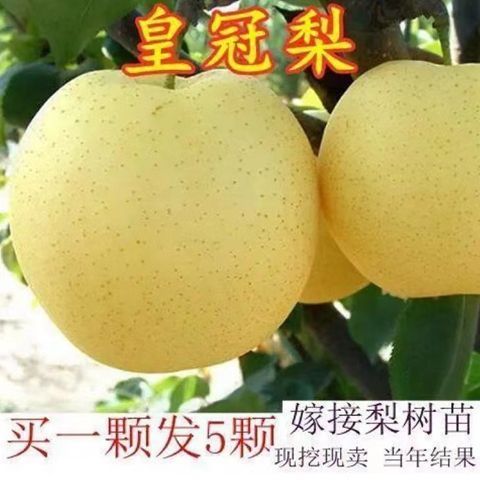 四川苍溪雪梨树苗皇冠黄金翠冠梨子水果树梨树果苗北方南方种植苗