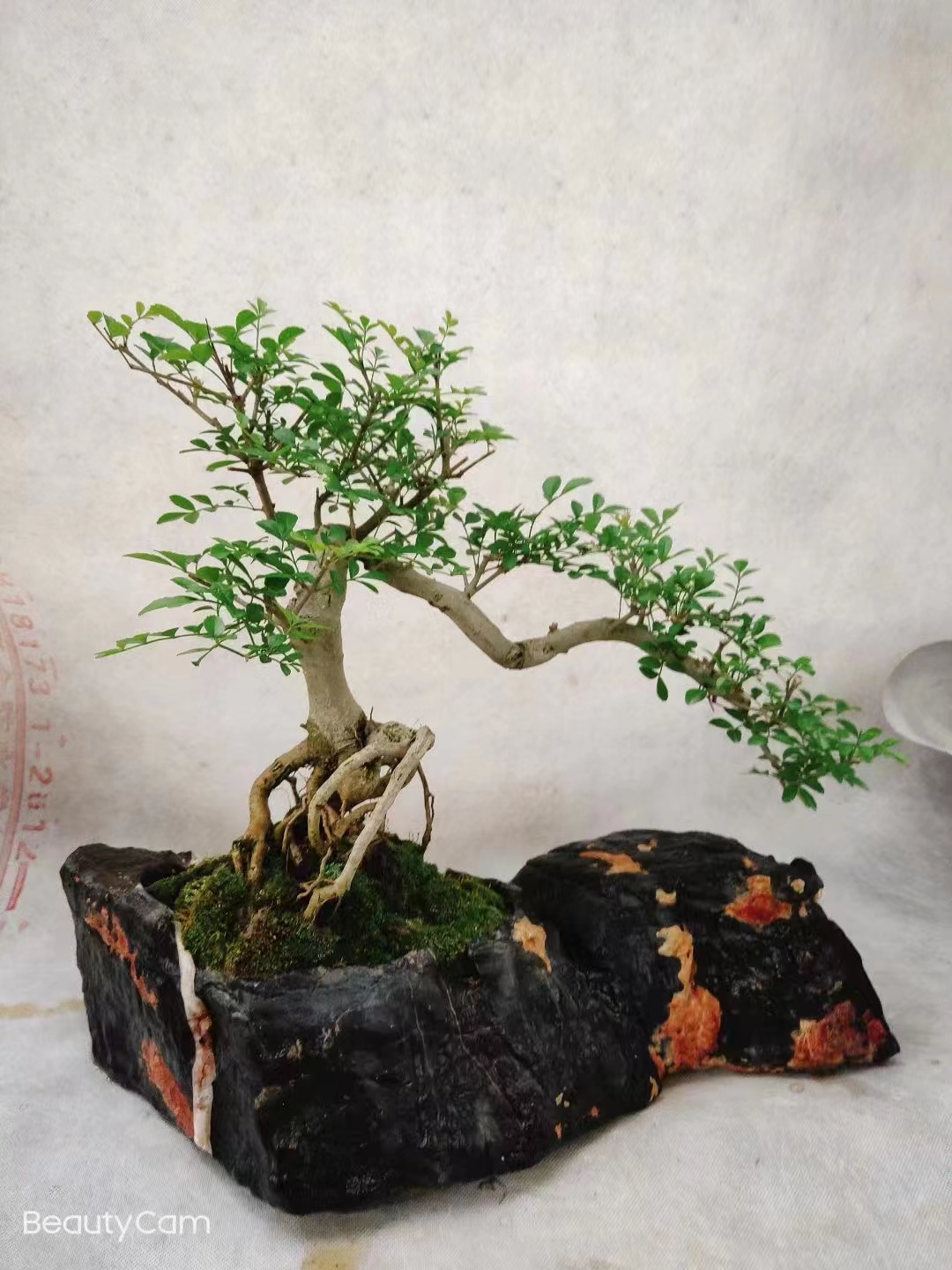 灵璧石花盆（仅供直播间拍货使用）