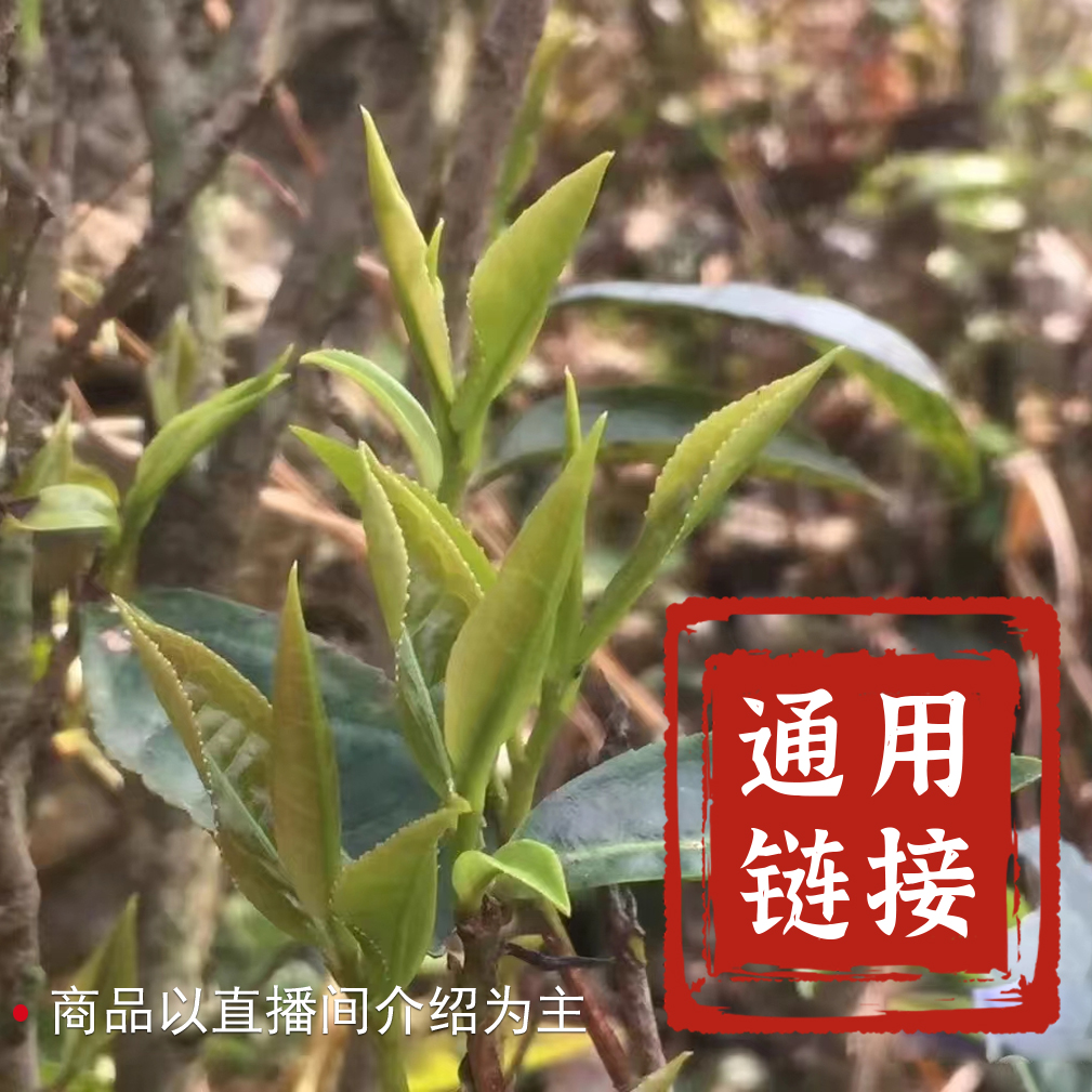 纯好六堡茶2026新年礼包2