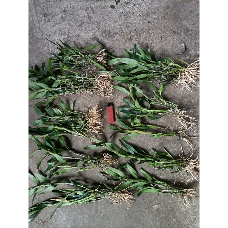 金钗叠峭鼓槌等多品种一物一拍的请勿自行下单