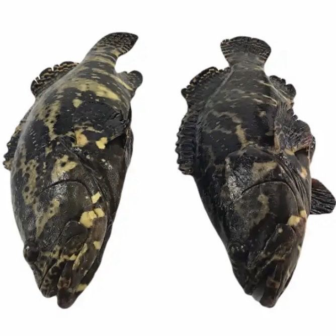 石斑鱼珍珠斑老虎斑龙胆石斑鱼海鱼石斑鱼新鲜