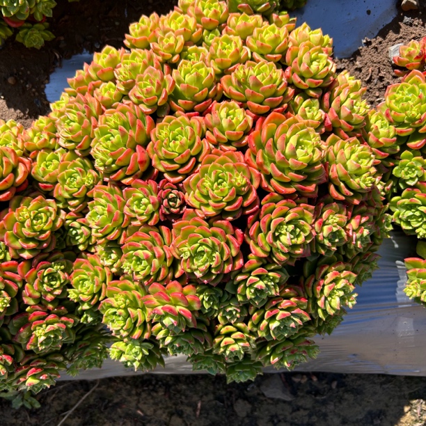 地栽火焰蒂亚多肉[20公分起  ] 轻微损坏不售后