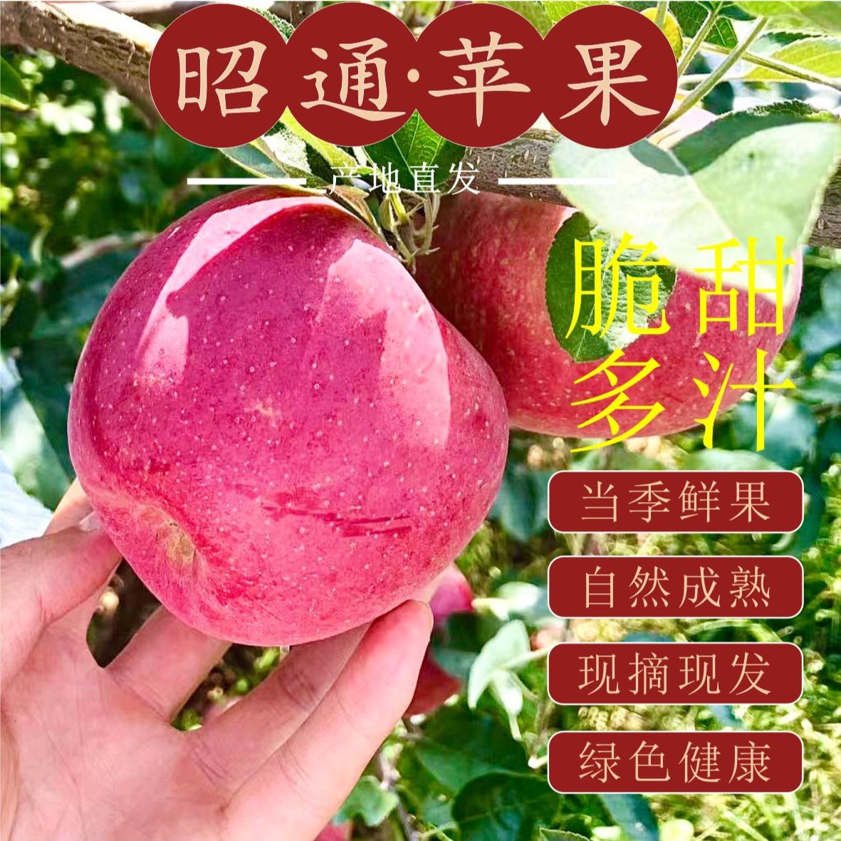 【自产自销】云南昭通高原新鲜2025糖心2001丑苹果净重包邮脆甜多汁