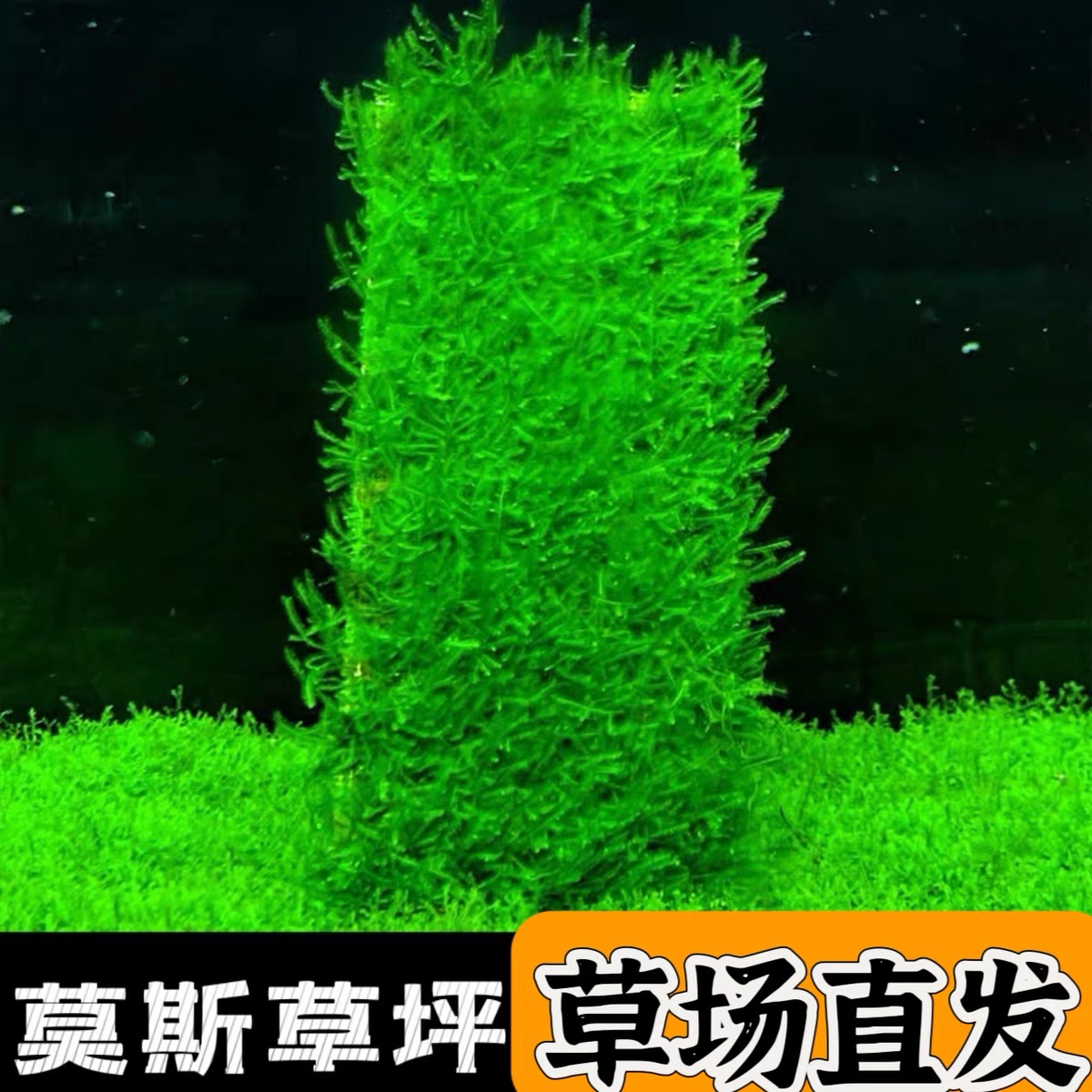 水草鱼缸专用水草大三角莫斯阴性植物水草大三角莫斯前景造景莫斯
