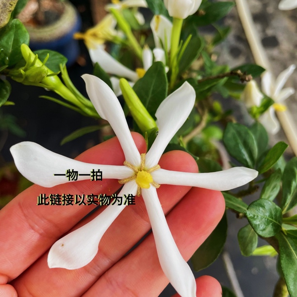 一物一拍专用链接（海岛盆景室内精美盆景）