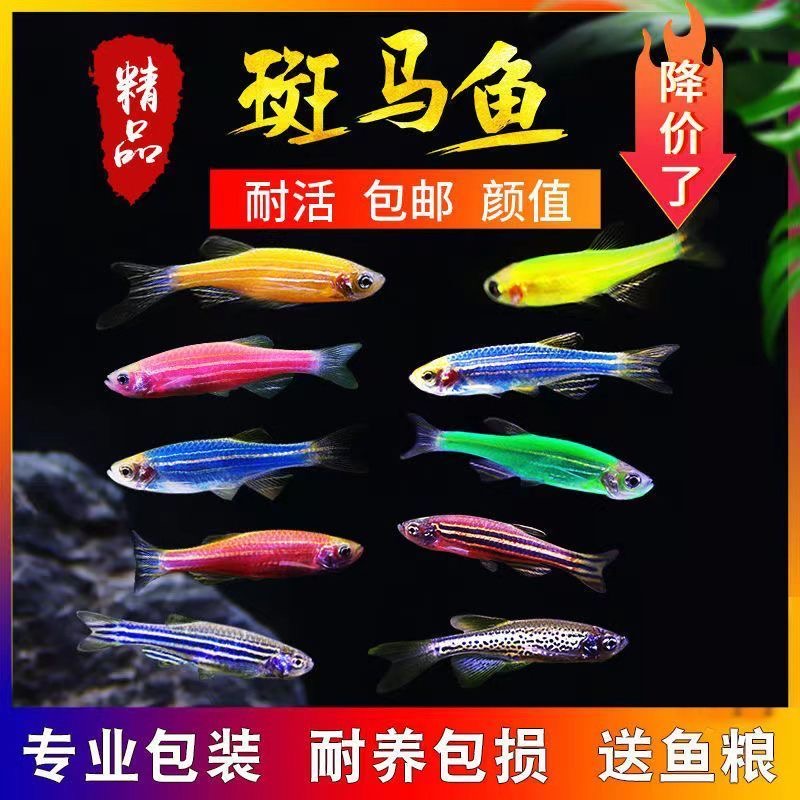 【糖果斑马鱼】好养耐活热带淡水鱼精品观赏鱼冷水练手鱼小型群游鱼