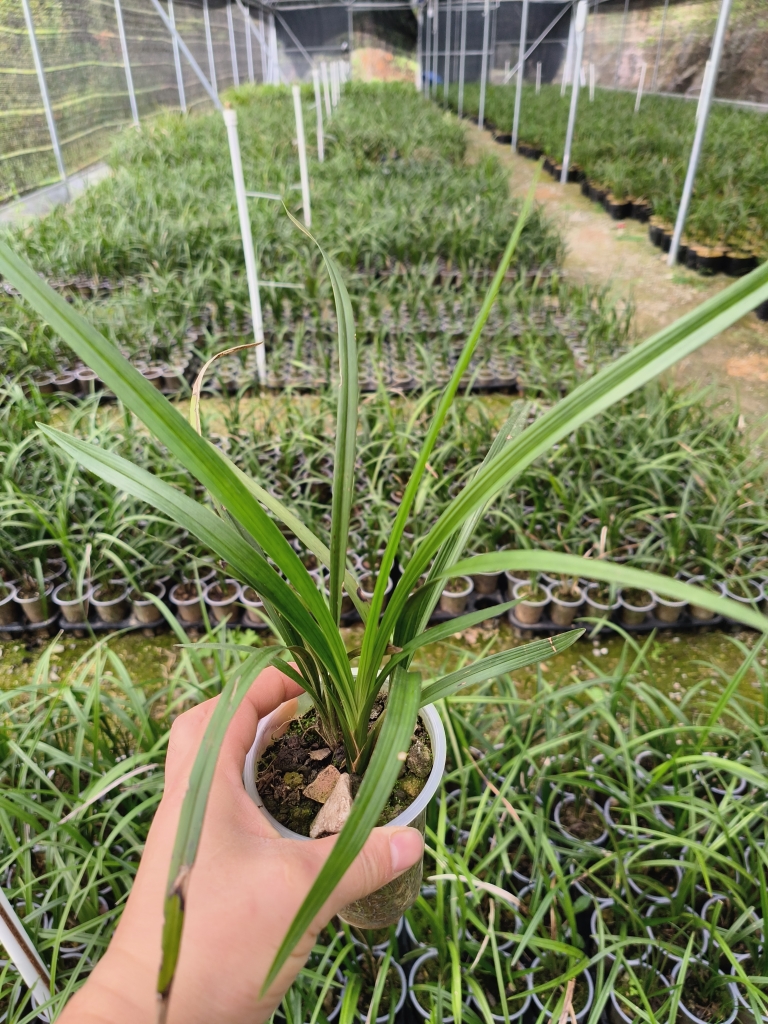 春剑兰花品种，一物一拍