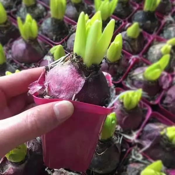 进口风信子种球耐寒易活花卉盆栽水培植物套装室内外桌面绿植土培