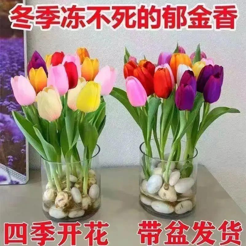 价】水培郁金香四季开花盆栽花卉植物客厅绿植花卉大全养不死种球
