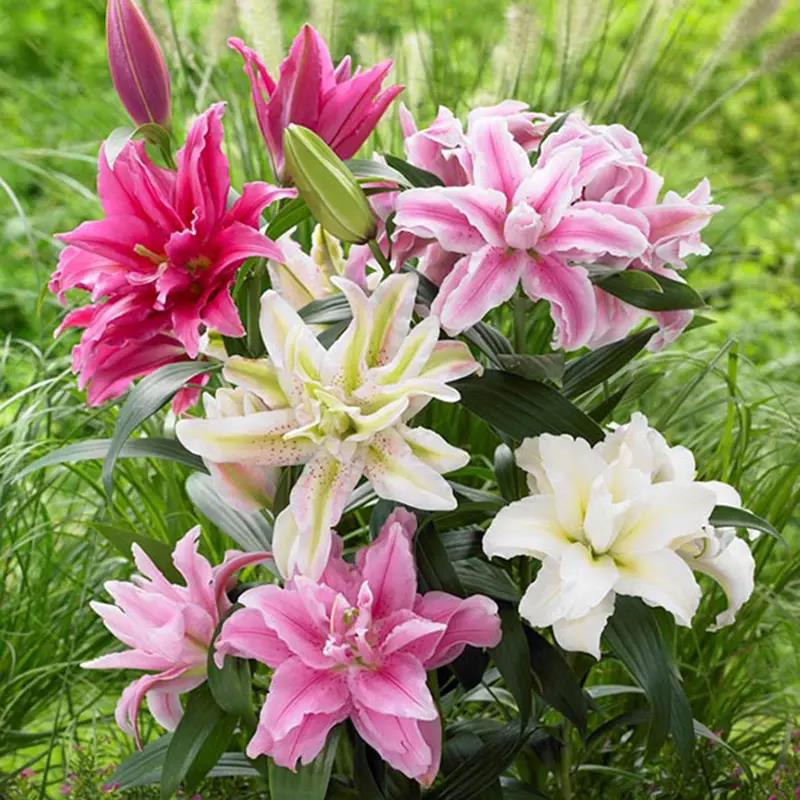 重瓣香水百合花种球大球带芽多花苞四季浓香进口矮化百合盆栽