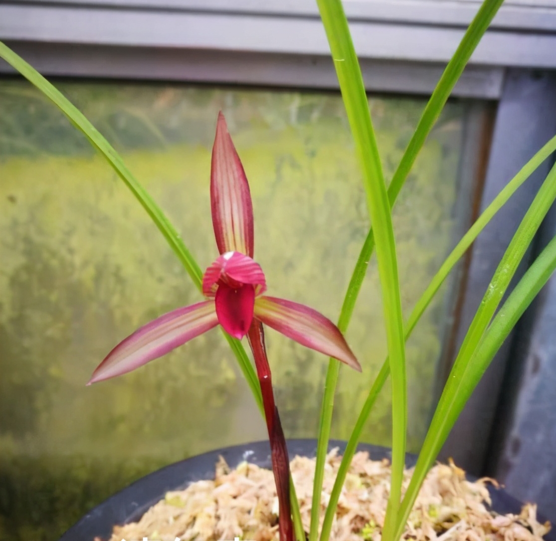 精品 兰花 一物一拍新2